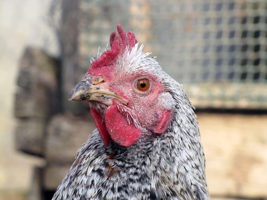 hen, bird, poultry, farm, chicken - Bird, animal, agriculture HD wallpaper