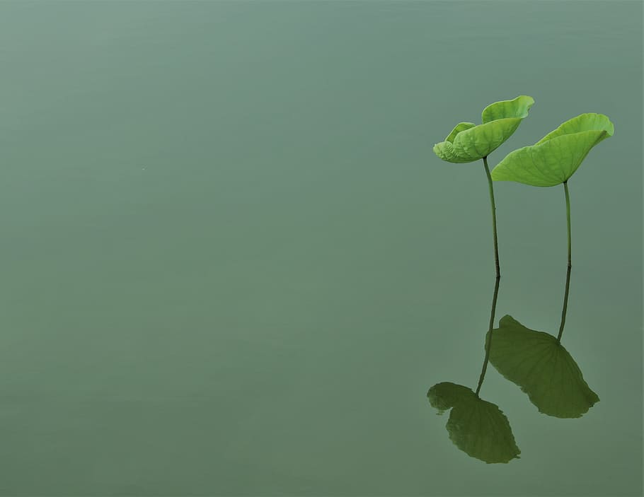 sen, leaf, lake, hanoi, vietnam, green, summer, nature, fresh, HD wallpaper