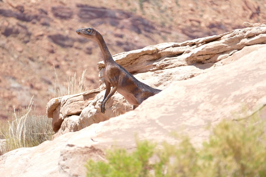 Dinosaur, Utah, Rock, Fossil, prehistoric, usa, animal, paleontology, HD wallpaper