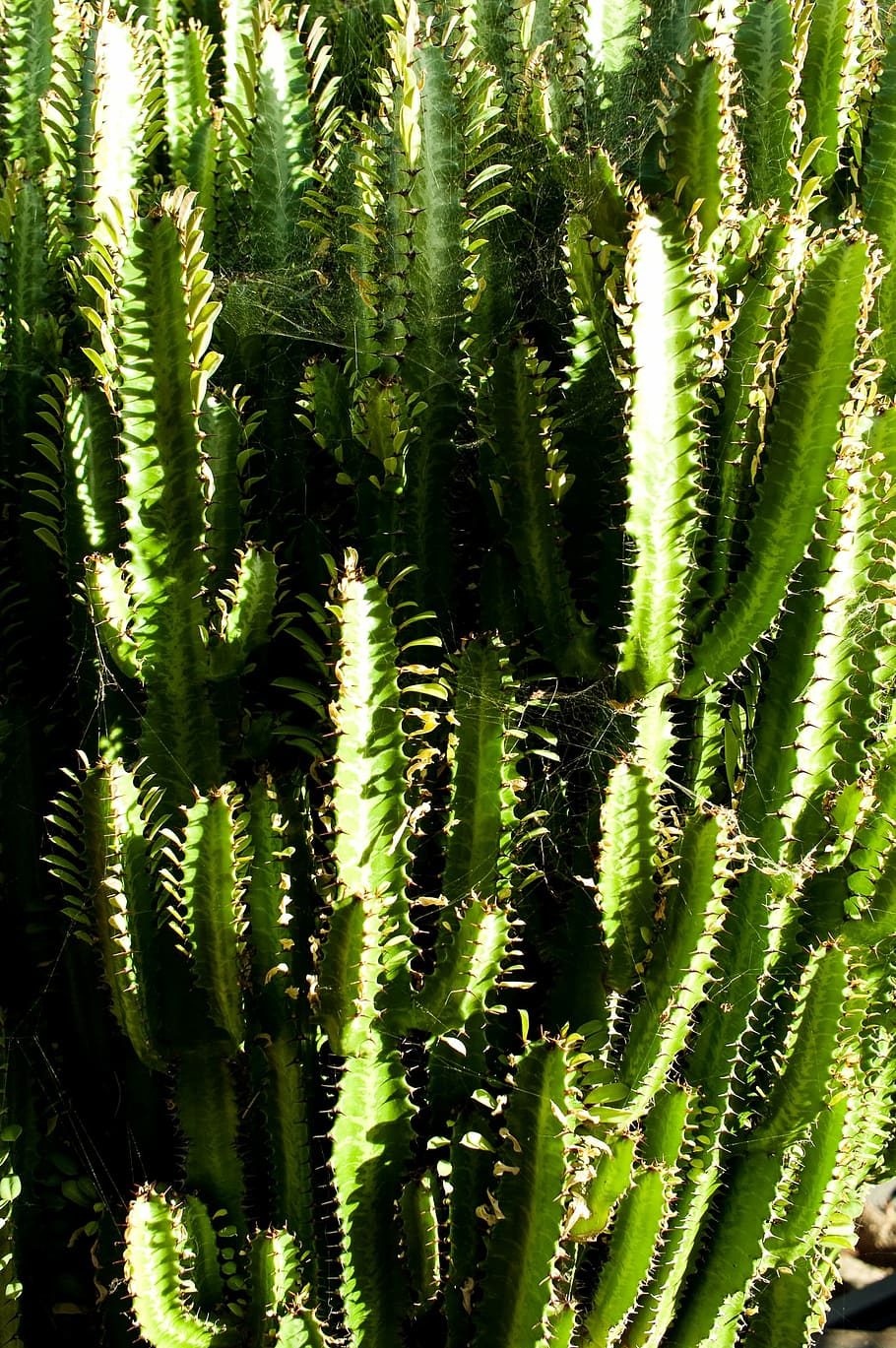 cactus, spiny, trip, plant, green color, growth, succulent plant HD wallpaper
