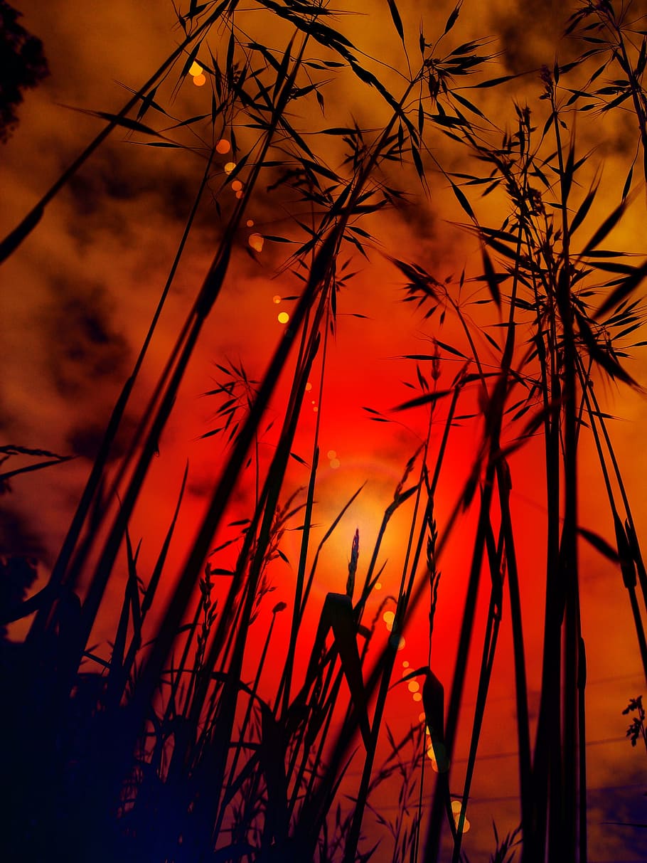 cereals, sunset, grasses, sky, evening sky, romance, abendstimmung HD wallpaper
