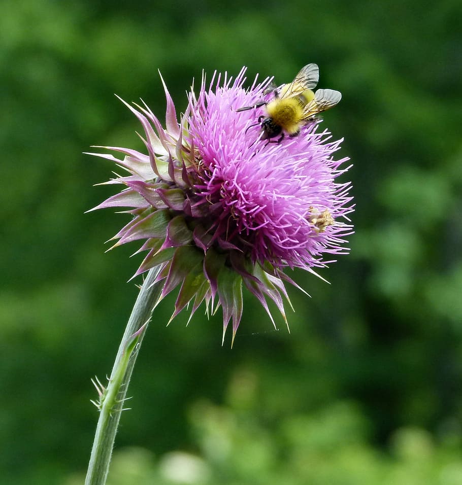 Bumble-Bee, Bumble-Bees, thistle, milk thistle, flower, nature HD wallpaper