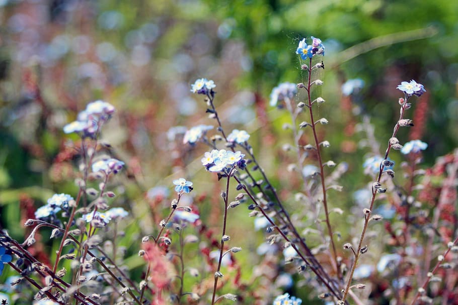 White and Blue Petal Flowers in a Garden during Day Time, bloom HD wallpaper