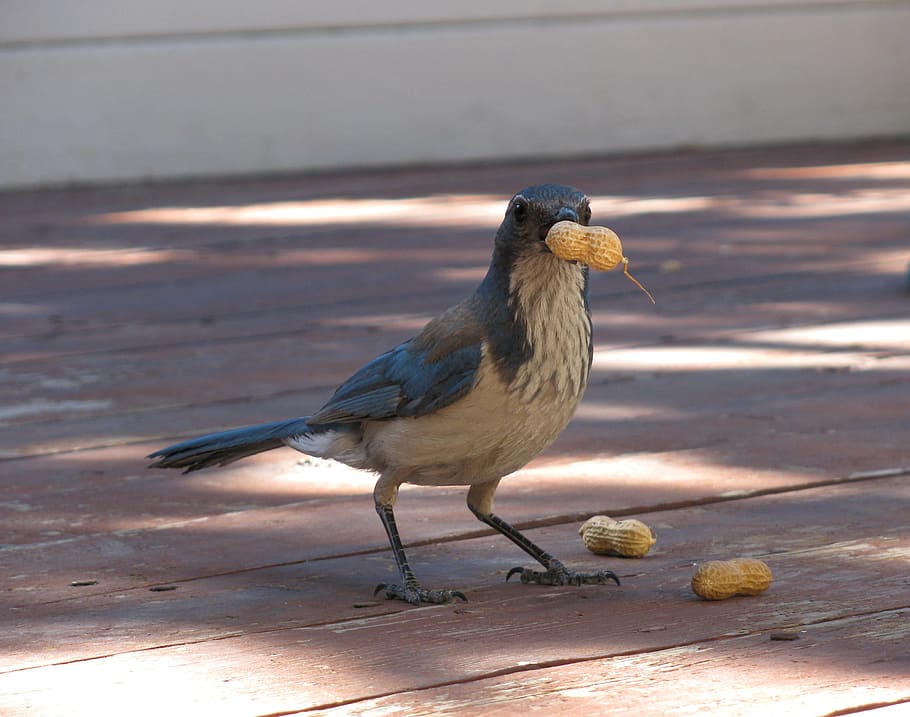 Bird, Blue Jay, Scrub Jay, Peanut, one animal, animal themes HD wallpaper