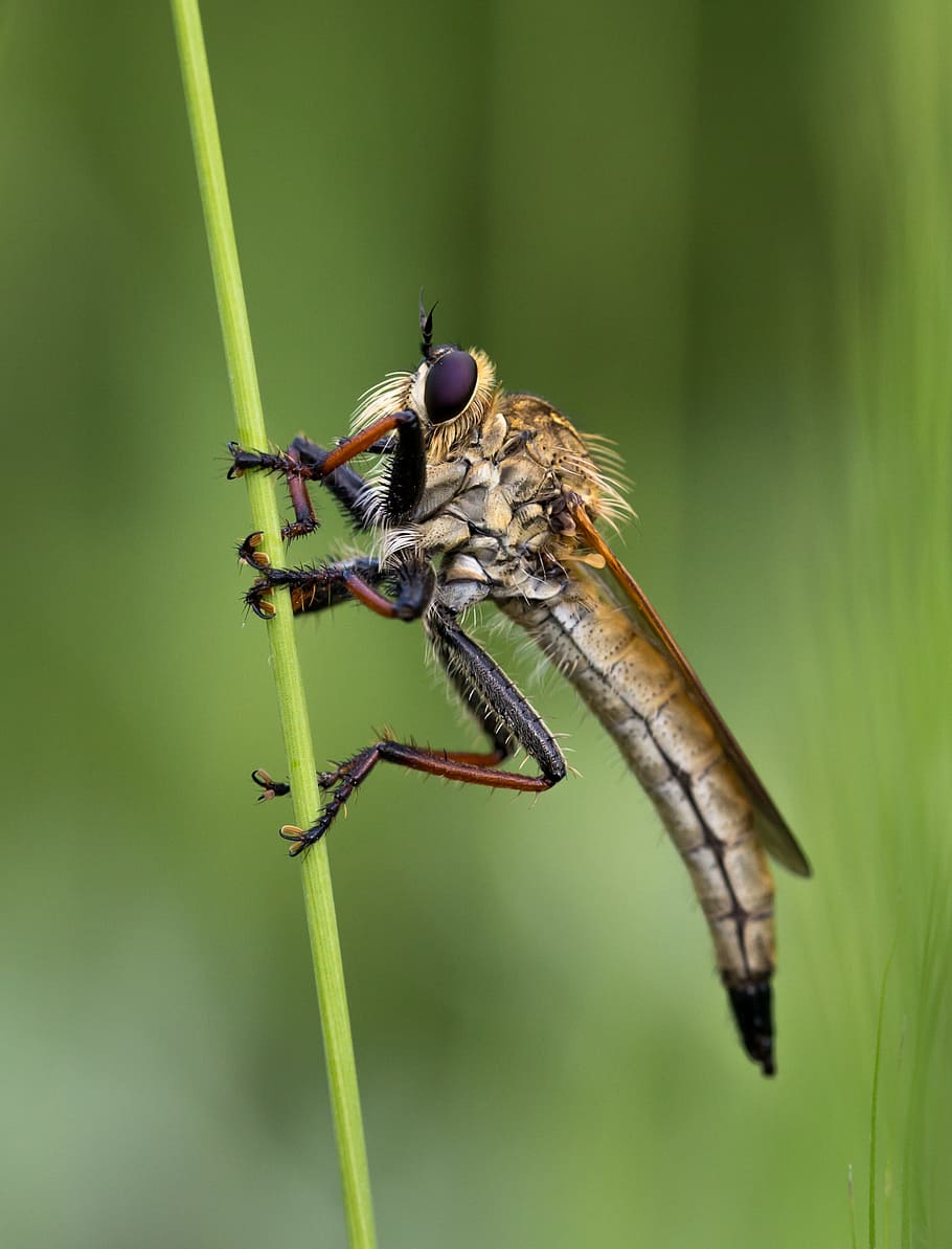 nature, garden, animal, blur, antenna, bug, close-up, dragonfly HD wallpaper