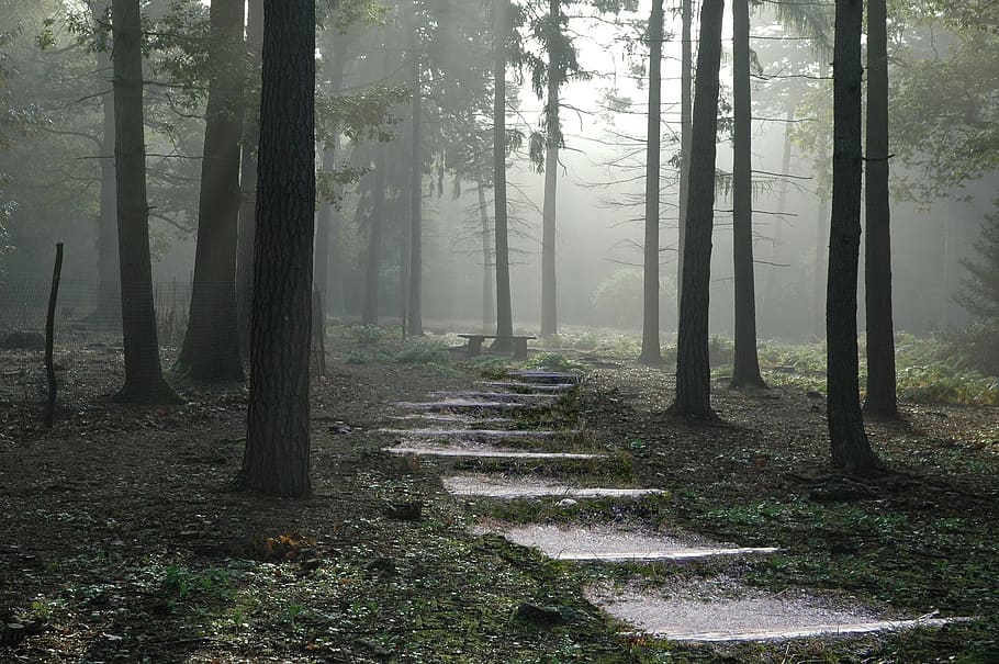 gray concrete pathway between trees in forest during daytime HD wallpaper