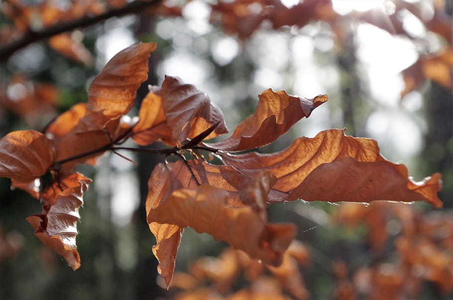 leaf, autumn, tree, nature, plant, beauty in nature, plant part HD wallpaper