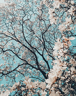 sakura tree in bloom, cherry blossom tree, pinkish, white, spring HD wallpaper