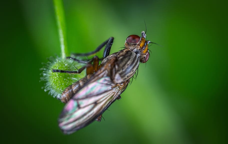 insect, nature, fly, wing, animals, macro, invertebrate, animal themes HD wallpaper