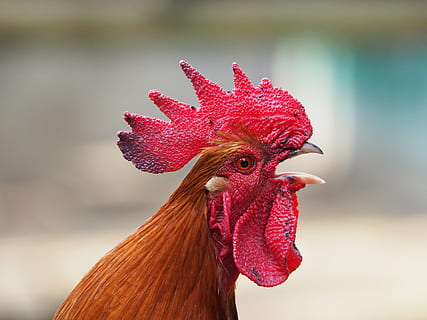 selective focus photography of brown rooster, haan, crows, mohawk HD wallpaper