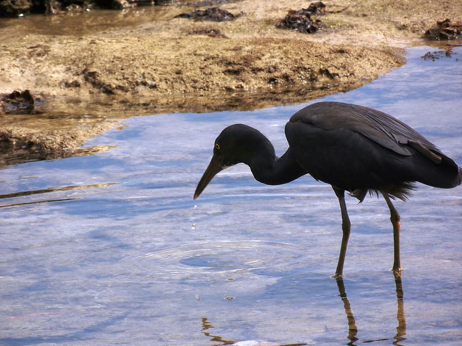 birds, beach, sand, black, thailand, nature, coast, animal HD wallpaper