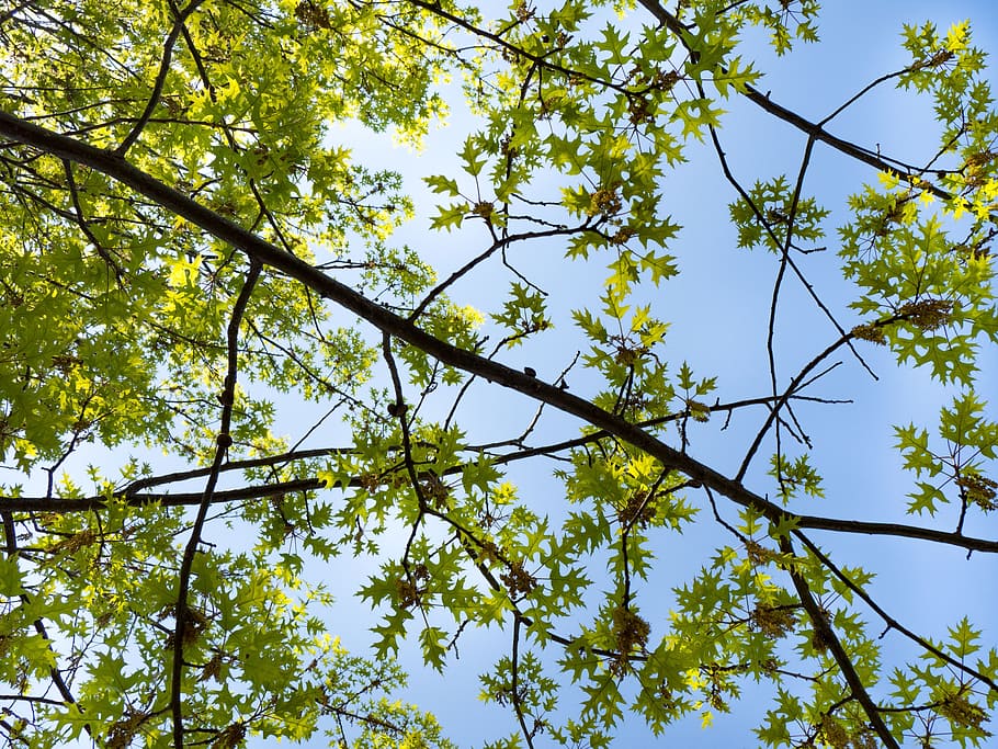 green, trees, plants, nature, branches, leaves, blue, low angle view HD wallpaper