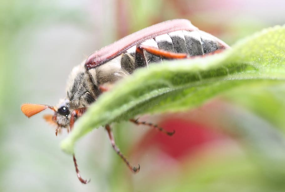 may, maikäfer, insect, animals, nature, beetle, animal themes HD wallpaper