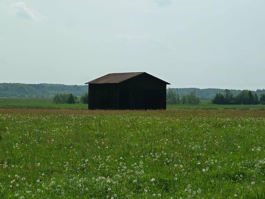 barn, summer, grass, meadow, nature, landscape, rural, green HD wallpaper
