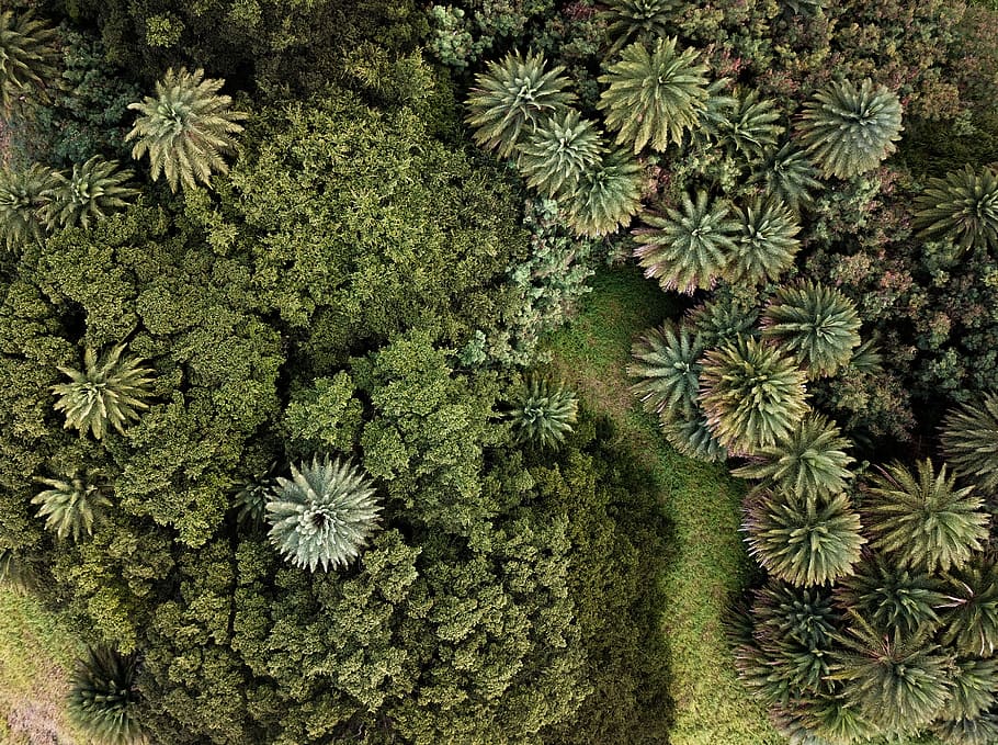 top-view photography of green trees, aerial photo of a green leaf trees HD wallpaper