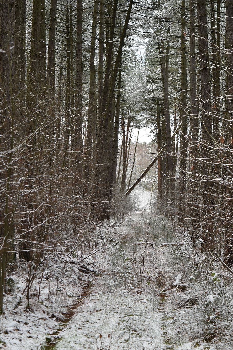 Winter, Snow, Woods, Fallen, Tree, Ice, fallen tree, outdoors HD wallpaper