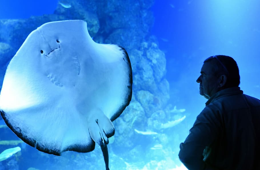 man standing near manta ray sea creature, person staring at the stingray