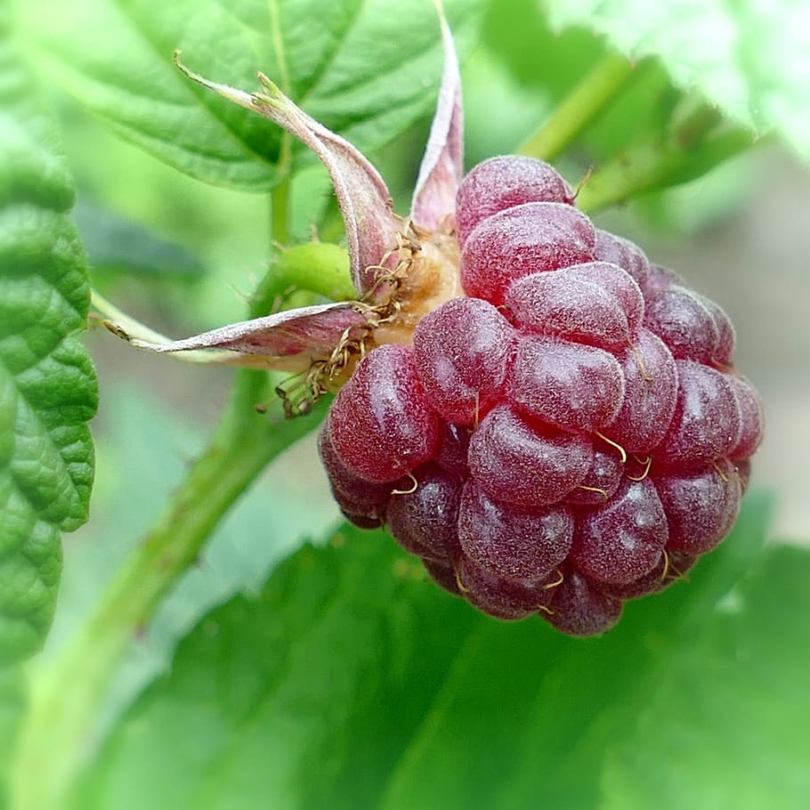 Raspberry, Berry, Fruit, Healthy, delicious, ripe, green color HD wallpaper