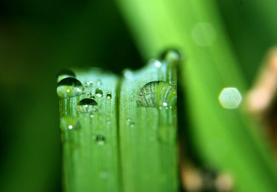Grass, Nature, Drop, Macro, Leaves, green color, selective focus HD wallpaper