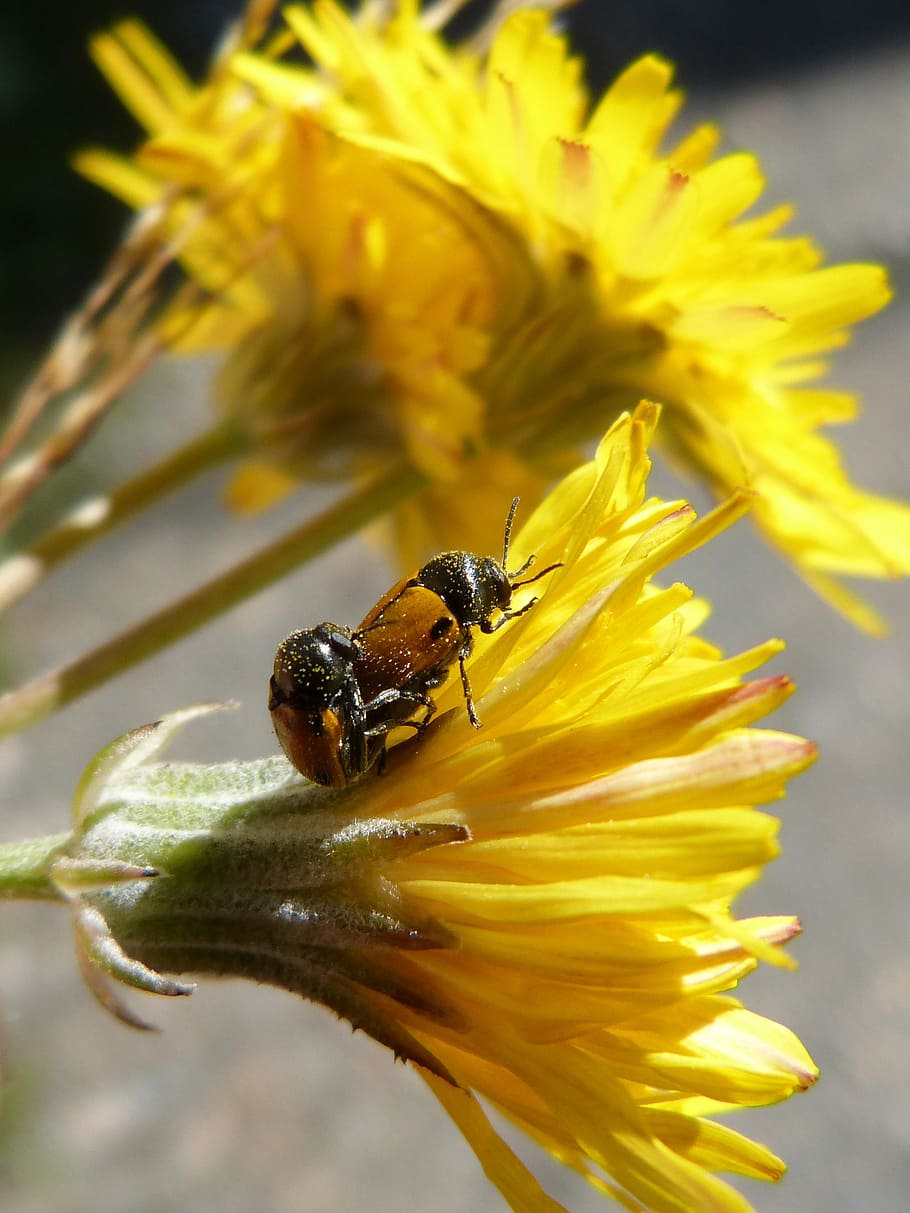 beetles, ladybugs, copulation, insect breeding, insects mating HD wallpaper