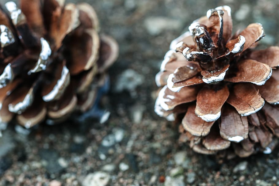 pinecone, nature, macro, close-up, land, day, fungus, food HD wallpaper