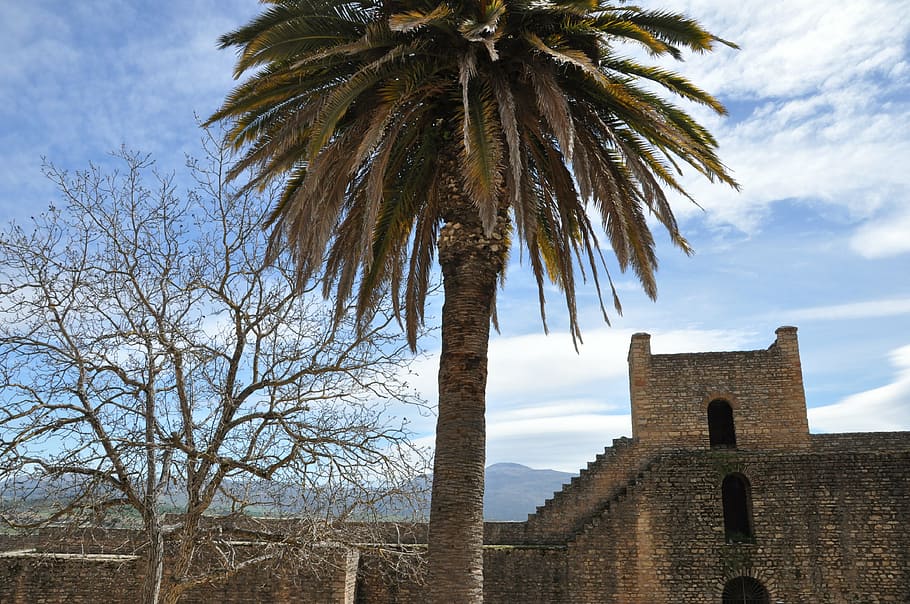 architecture, tree, palma, monument, spain, roundabout, built structure HD wallpaper