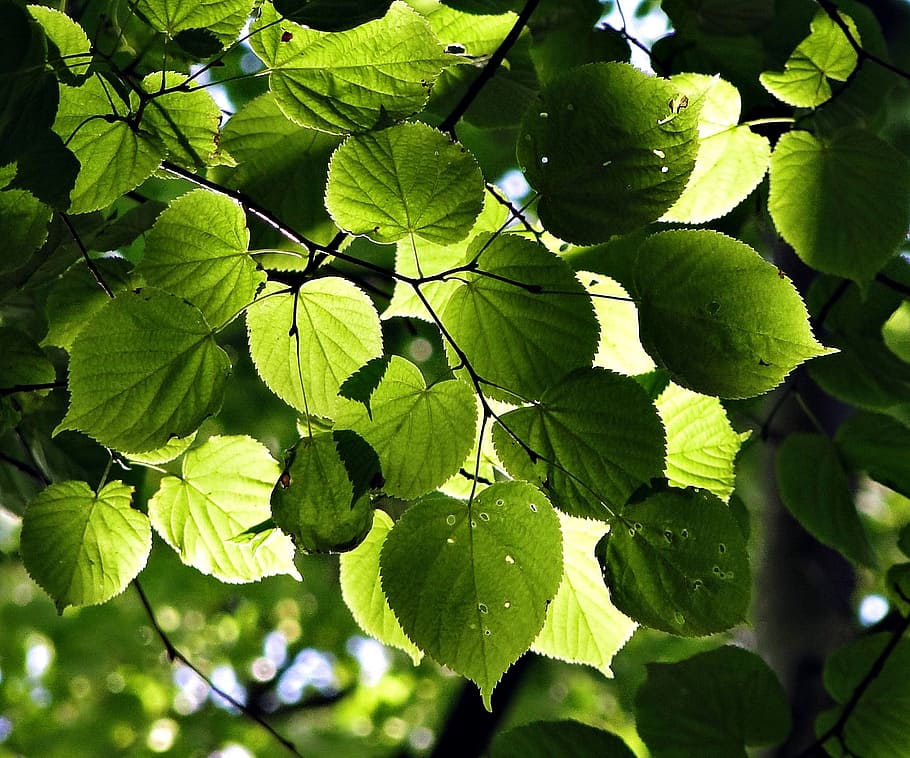 depth, green, foliage, leaves, plant part, leaf, green color HD wallpaper