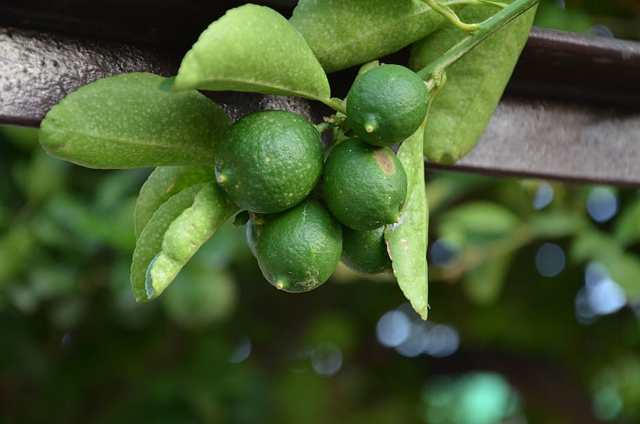 Lime, Fruit, Citrus, Exotic, growing, green, leaves, green color HD wallpaper