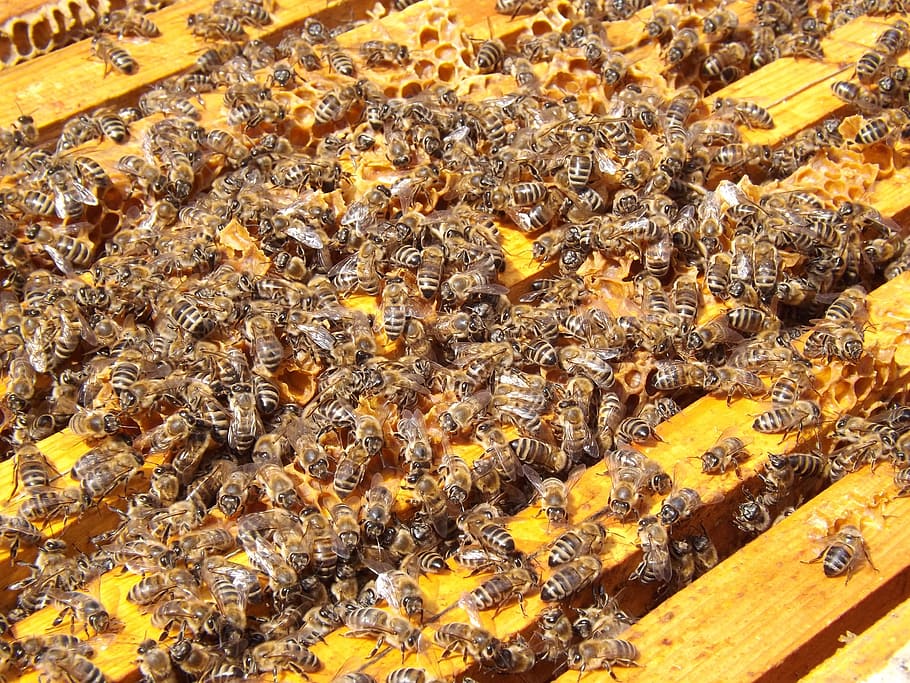 bees, beehive, beekeeping, honey, busy, honeybees, colony, many HD wallpaper
