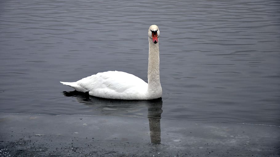 Winter, Swan, Ice, animals in the wild, animal themes, one animal HD wallpaper