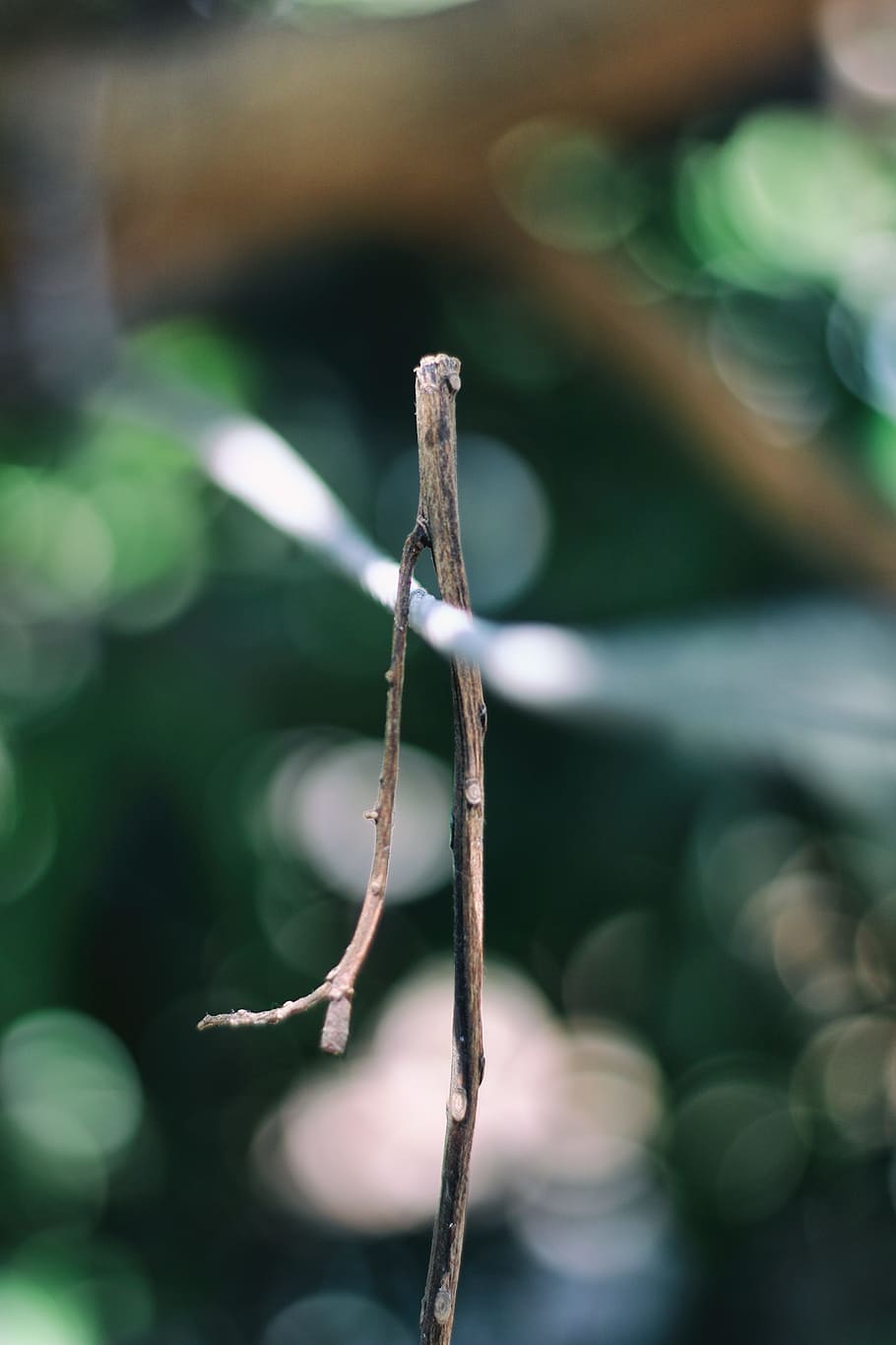 stem, branch, leaf, nature, plant, natural, tree, summer, green HD wallpaper