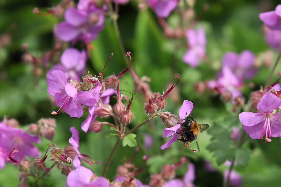 bee, geranium, nature, bees, garden, bug, purple, flower, pelagonia HD wallpaper