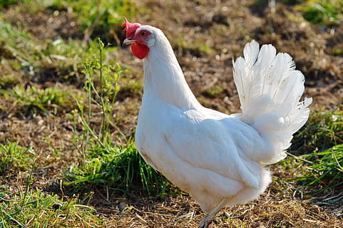 chicken, hen, poultry, range, livestock, farm, bird, chickens HD wallpaper