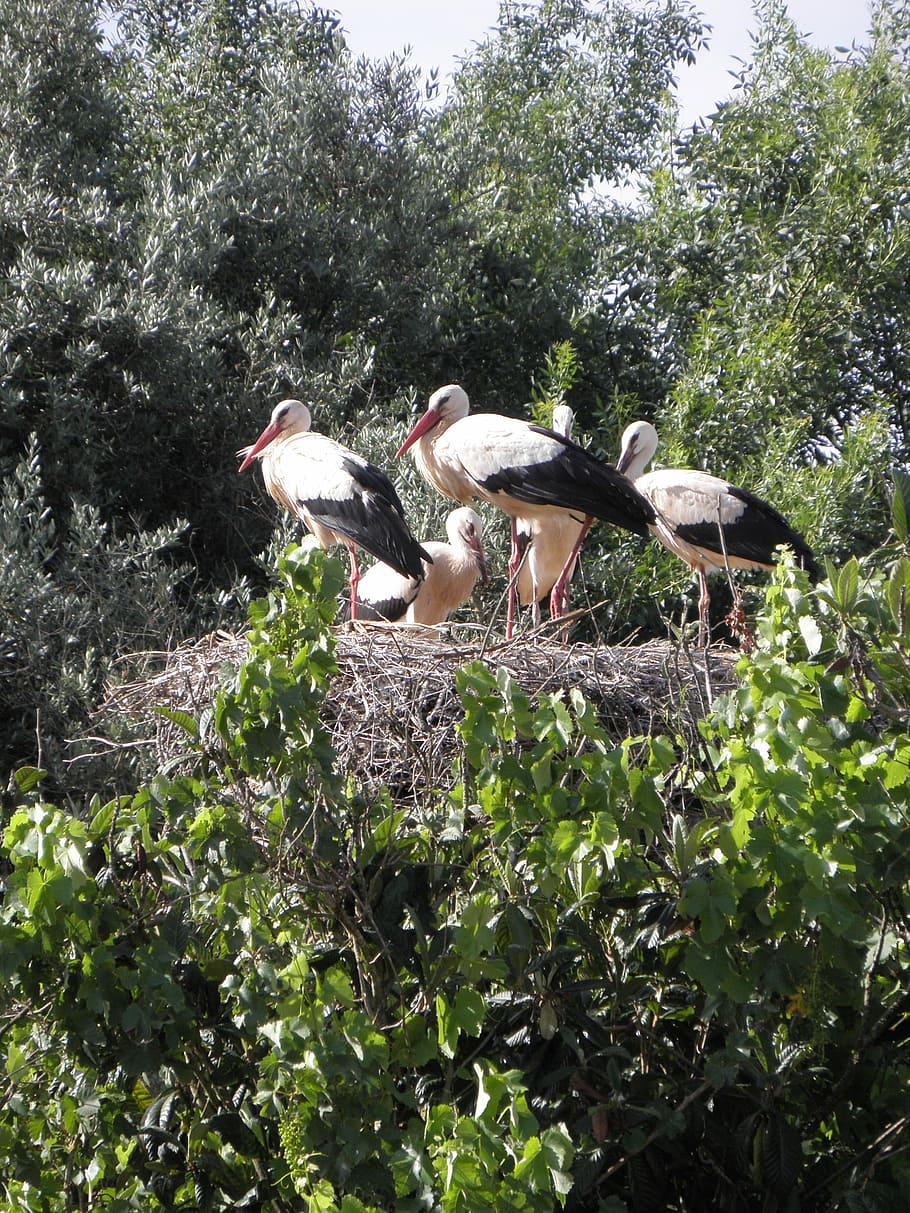 Storks, Ready, Wood, Cubs, have, bird, animal themes, animals in the wild HD wallpaper