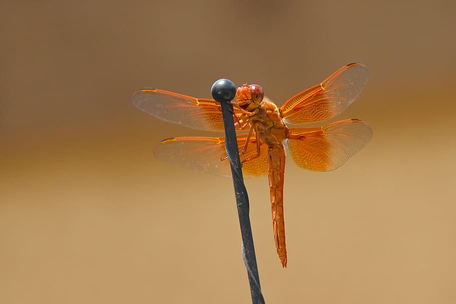 focused photo f orange dragonfly, flame skimmer, libellula saturata, HD wallpaper