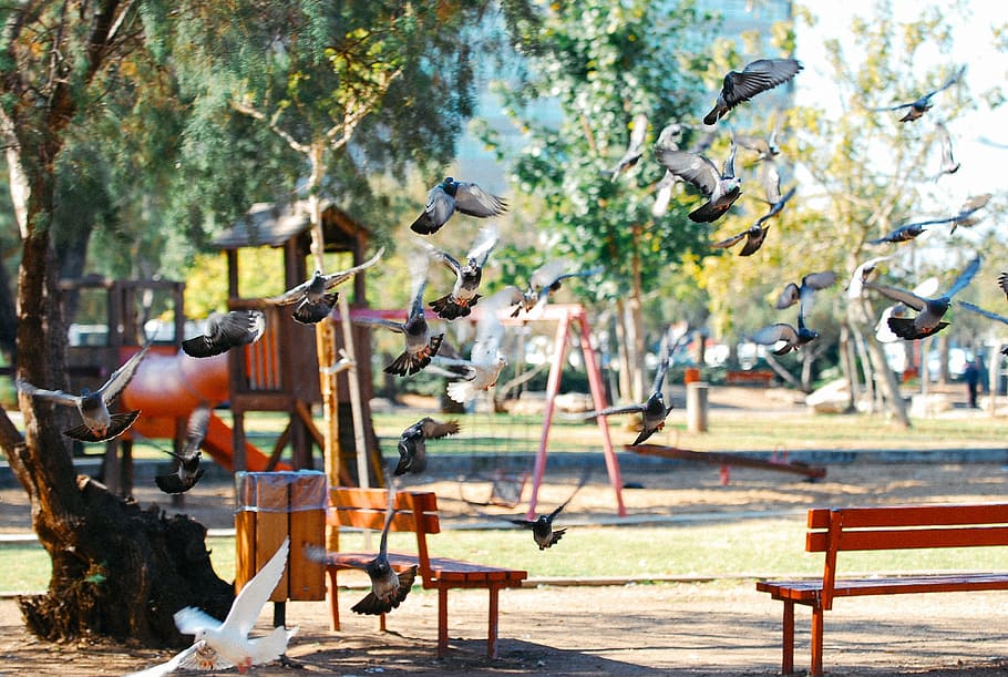 Pigeons on the children playground, animals, outdoors, park - Man Made Space