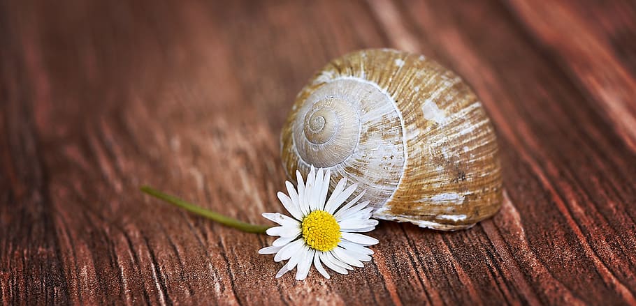 shell, snail house, empty, leave, nature, macro, close, flower HD wallpaper