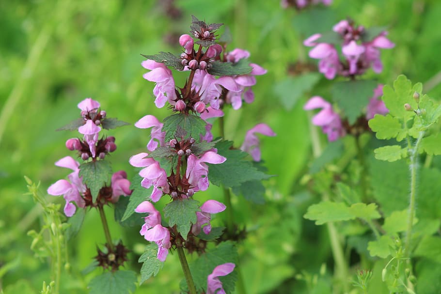flower, spring flowers, nature, plant, summer, purple, flowering plant HD wallpaper