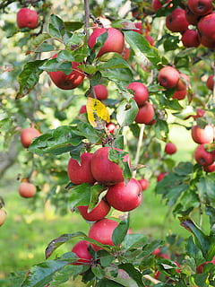 Apple Tree, Fruit, Frisch, red, healthy, vitamins, orchard HD wallpaper
