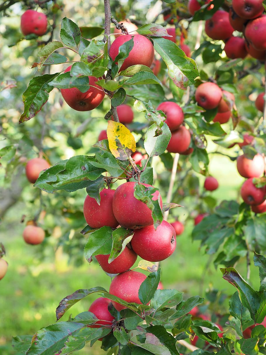 Apple Tree, Fruit, Frisch, red, healthy, vitamins, orchard HD wallpaper
