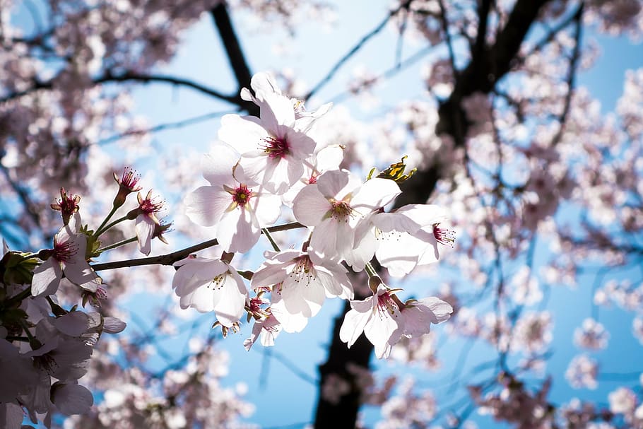 cherry blossoms, pink, blue, sky, bright, spring, flower, tree HD wallpaper