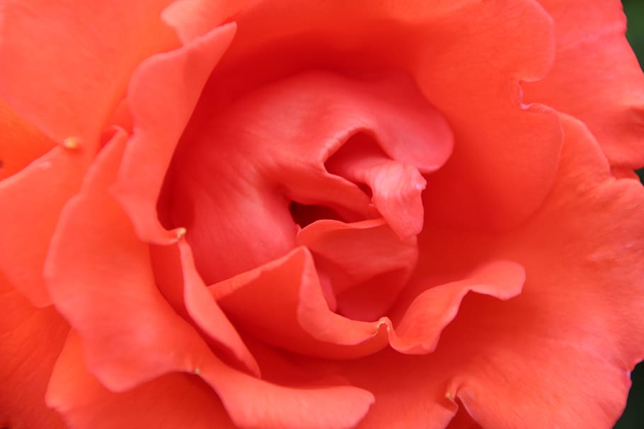 rose, close, nature, flower, flowering plant, petal, beauty in nature HD wallpaper