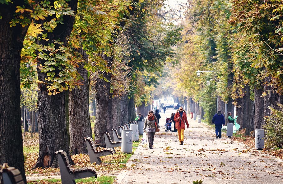 park, path, road, bench, people, walking, autumn, orange, trees HD wallpaper