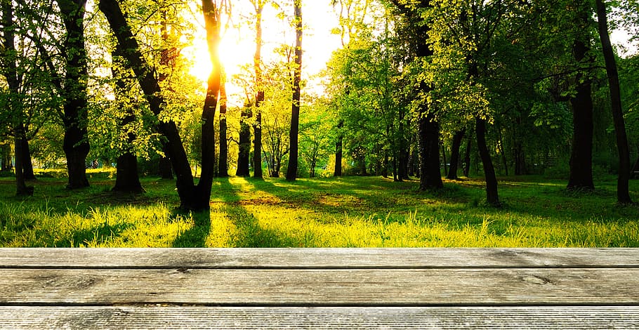 green trees, background, wood, forest, presentation, wallpaper HD wallpaper