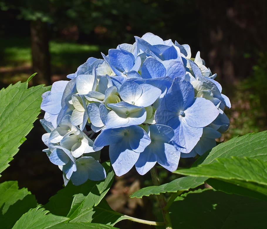 Nice, Blue, Hydrangea, Blossoms, nice blue hydrangea, flower HD wallpaper
