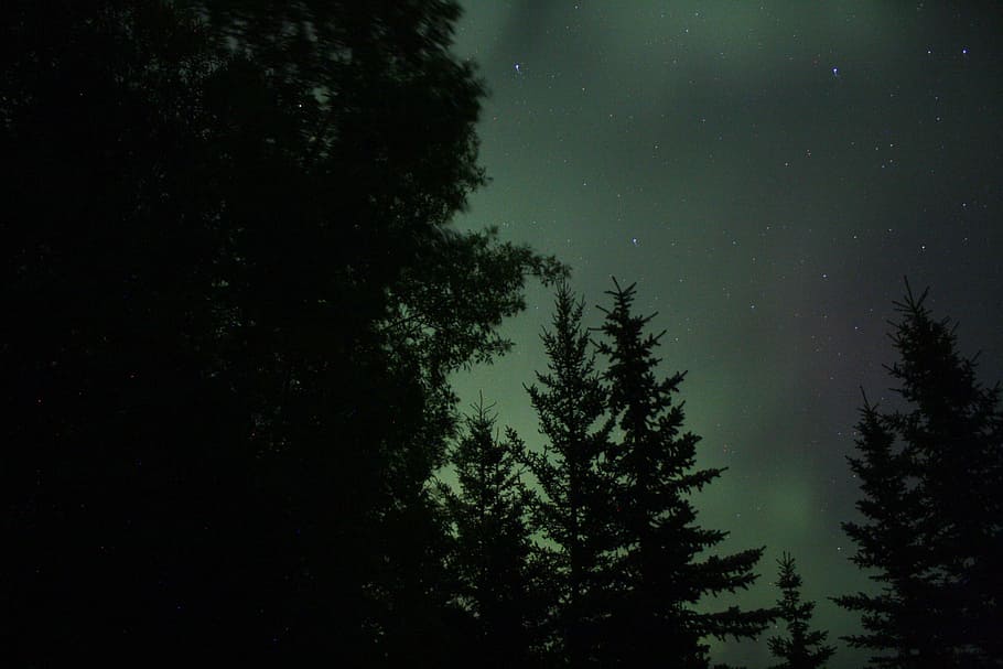 green trees under starry night, silhouette photo of pine trees and aurora borealis HD wallpaper
