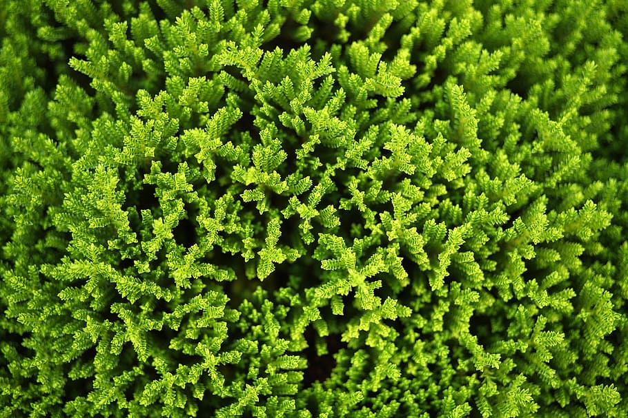 close-up photography of green leafed plants, nature, texture HD wallpaper