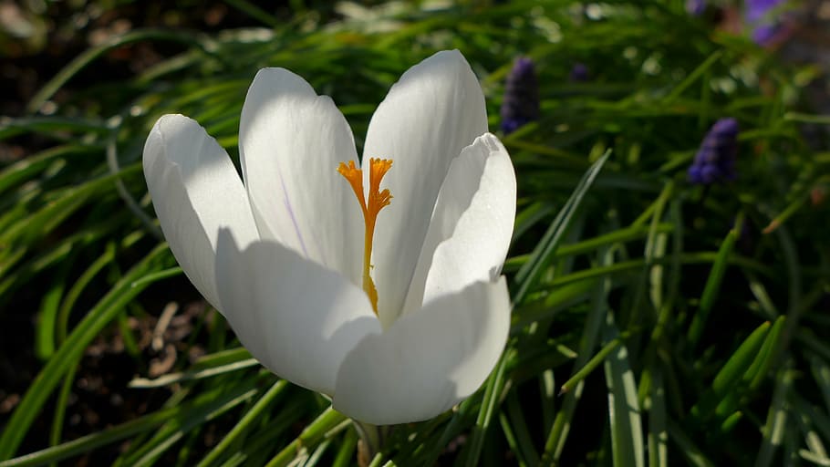 crocus, white, yellow, stamen, blossom, bloom, calyx, spring flower HD wallpaper