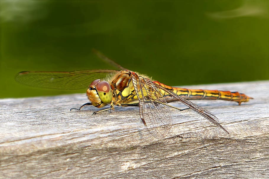 animal, insect, lybelle, four patch, libellula quadrima culata HD wallpaper