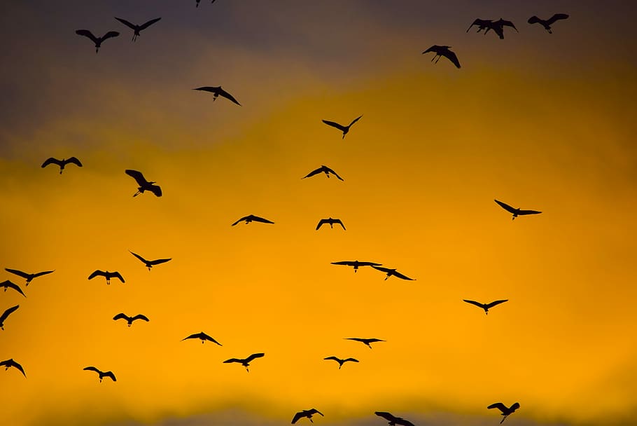 silhouette photo of flying birds, silhouette photography of flock of birds HD wallpaper